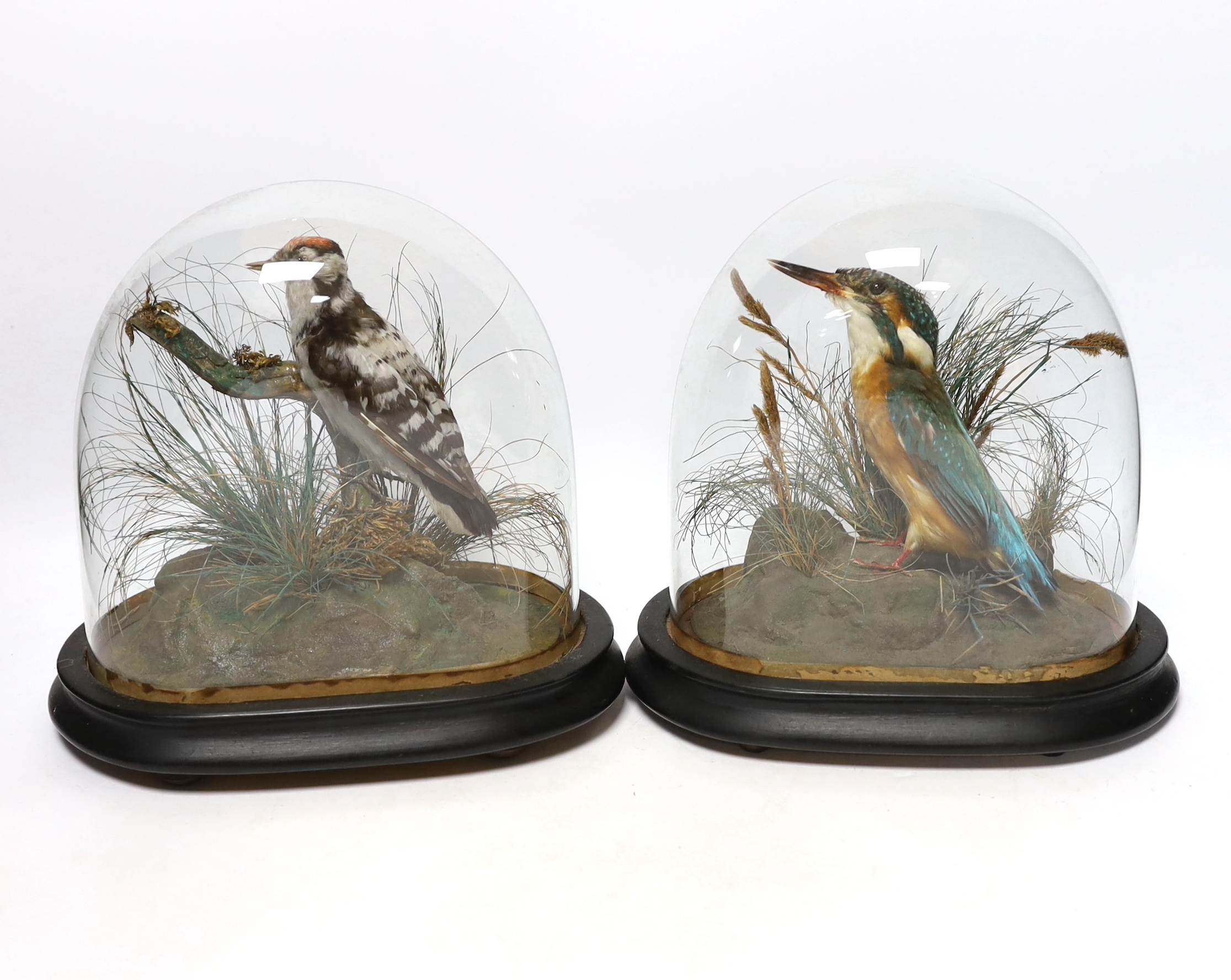 Two 19th century taxidermy birds under glass dome: a Kingfisher and a Great Spotted Woodpecker, 22cm high